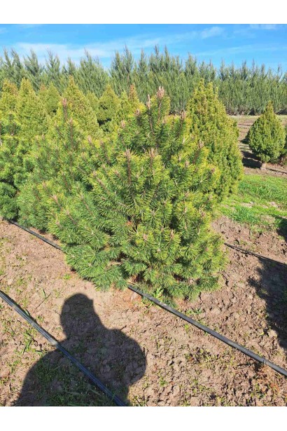 Сосна гірська піренейська/гачкувата_Джутова мішковина/металева сітка/ком50кг/вис.100-120см/Ø60-80см/8років